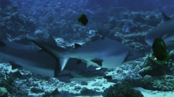 Grupo de tiburones reales grises en el paisaje de los arrecifes de coral, Mar Rojo — Vídeo de stock