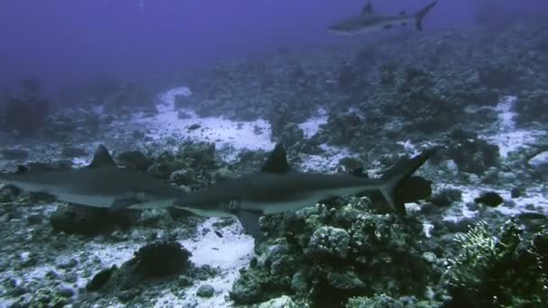 Gruppo di squali grigi nel paesaggio della barriera corallina, Mar Rosso — Video Stock
