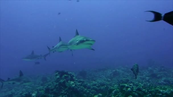 Группа серых рифовых акул в коралловом рифе, Красное море — стоковое видео
