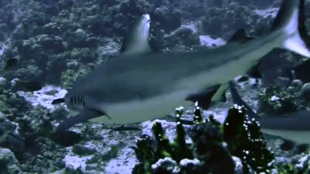 Gruppo di squali grigi nel paesaggio della barriera corallina, Mar Rosso — Video Stock