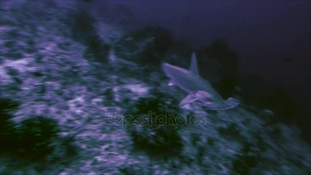 Mercan, Kızıldeniz üzerinde çekiç köpekbalığı — Stok video