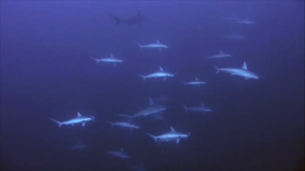 Škola Hammerhead žraloci v modré vodě, Rudé moře — Stock video