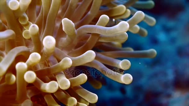Tiny damsel vis en anemone, rode zee — Stockvideo