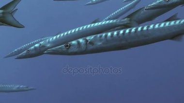 Okullaşma barracudas, ustica yaklaşım kapatın