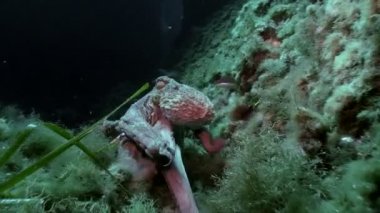 Ahtapot yüzmek Akdeniz resif, Ustica üzerinde
