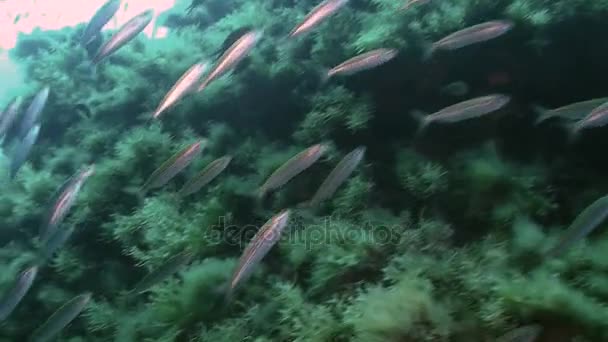 Sardinas sobre arrecife mediterráneo, Ustica — Vídeo de stock