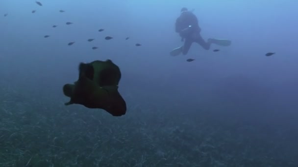 Moře zajíc a scuba diver, Ustica — Stock video