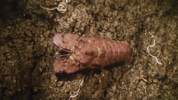Obrovské střevíček humra v pod vodou jeskyně, Ustica, Itálie — Stock video