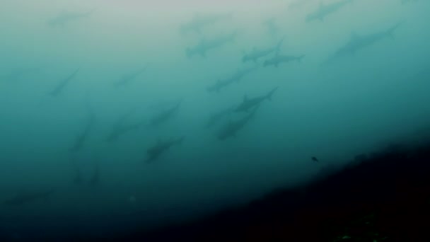 Spookachtig apperance van scholing hamerhaaien bij Malpelo island — Stockvideo