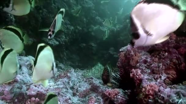 Huge school of tropical fishes in eastern pacific ocean, Malpelo island — Stock Video