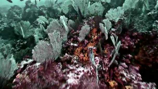 Korallenriff im östlichen Pazifik, Insel Malpelo — Stockvideo