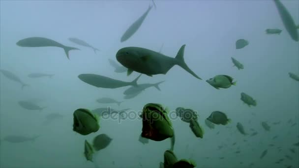 Rainbow runner en la estación de limpieza, Malpelo island — Vídeos de Stock