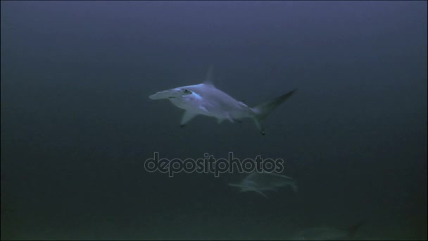 Portréja egy egységes hammerhead shark Malpelo szigeten — Stock videók