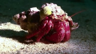 Yalnızcıl Yengeç deniz tabanında, Akdeniz yakın çekim