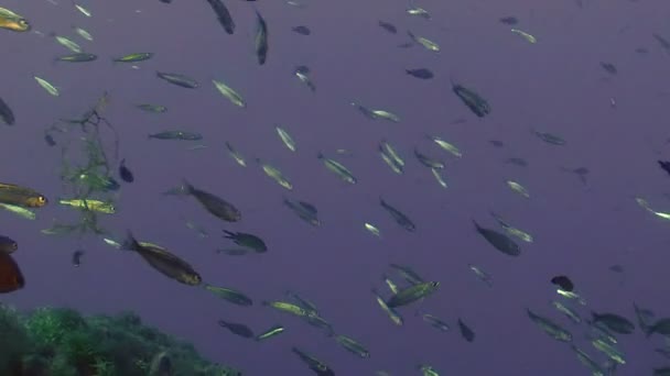 Sardines waardplanten alghee, Middellandse Zee — Stockvideo