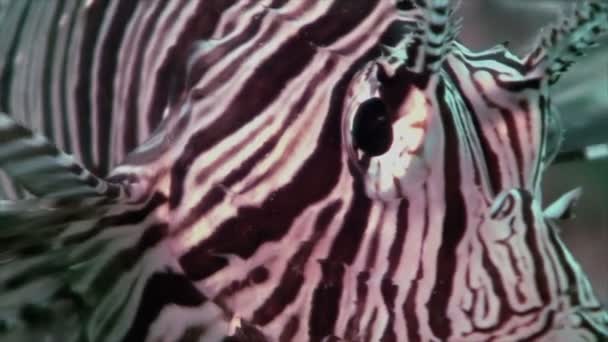 Lionfish sorumlusu, Kızıldeniz yakın çekim — Stok video
