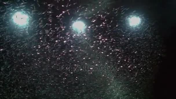 Cousteau 차고, Shab 루미, 수단의 내부 촬영 — 비디오