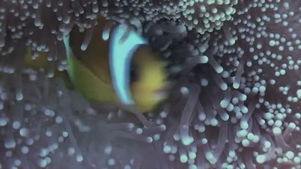 Közelkép a Bohóc hal anemone, Vörös-tenger