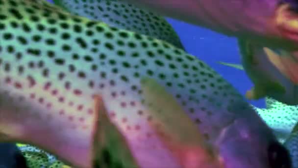 Nauwe ontmoeting met tropische vissen in de rode zee — Stockvideo