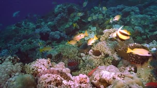 Coral reef táj tartalmaz különböző fajtájú trópusi halfajták, Vörös-tenger — Stock videók