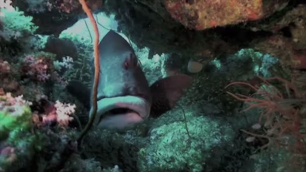 Gigantische Sweetlip in onderwatergrot in koraalrif, rode zee — Stockvideo