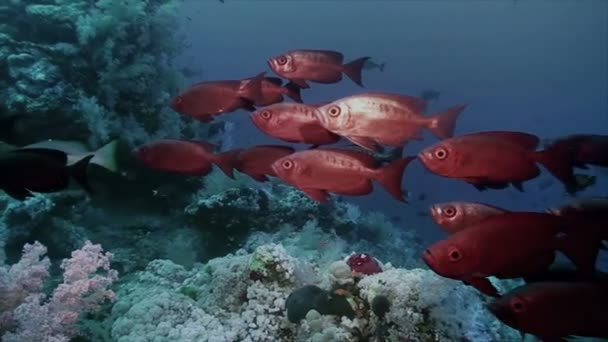 Shoal of tropical fishes in teaming coral reef, Mar Rosso — Video Stock