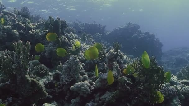 École de poissons papillons jaunes dans le récif corallien, Mer Rouge — Video