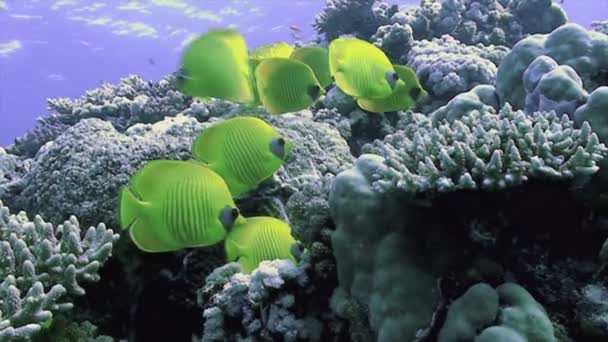 École de poissons papillons jaunes dans le récif corallien, Mer Rouge — Video