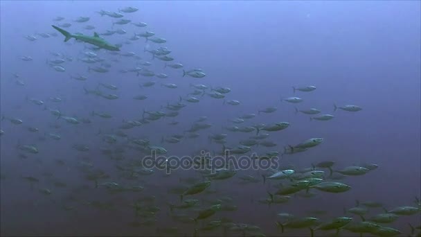 Haai volgt grote school van Bonito, rode zee — Stockvideo