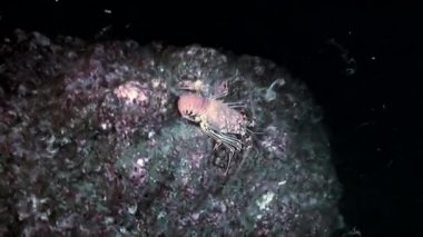 Istakoz, gece dalışı, Pasifik Okyanusu whitetip reefshark darbelere