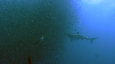 Büyük balık Balık yem top eylem, Pasifik Okyanusu üzerinden köpekbalığı yüzüyor