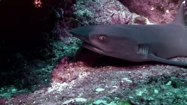 Белопёрая акула покоится на рифе, Тихом океане — стоковое видео