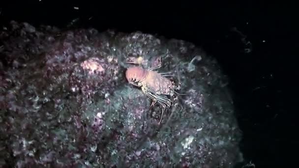 Whitetip reefshark bosse sur le homard, plongée de nuit, océan Pacifique — Video