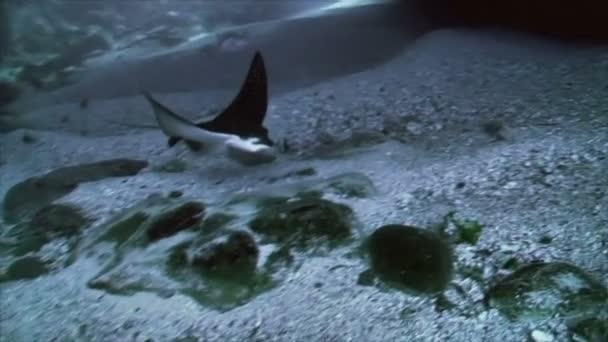 Eagle ray in onder water grot, Stille Oceaan — Stockvideo