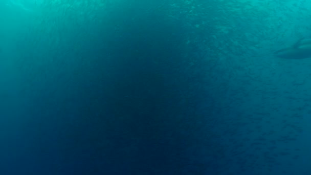 Atún aleta amarilla ataque escolarización peces, Océano Pacífico — Vídeo de stock