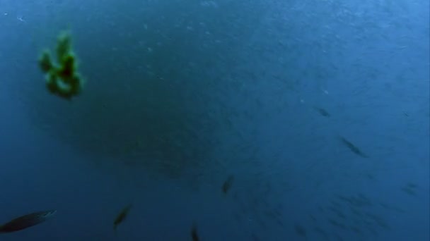 Тунец атакует стадо рыб в Дейтболе, Тихий океан — стоковое видео