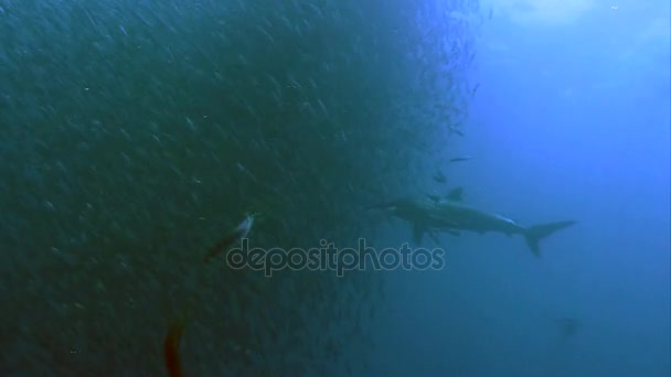 サメが餌ボール アクション、太平洋の魚の大きな群れで泳ぐ — ストック動画