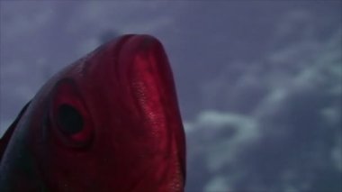 Tropikal balık, Kızıldeniz yakın çekim