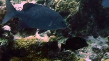 Balık karşı sert mercan, Kızıldeniz losyonları