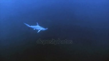 Mavi suda tek Hammerhead köpekbalığı, Kızıldeniz