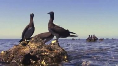 Grup Gannets dinlenme mercan kayalığı buzlu, Kızıldeniz