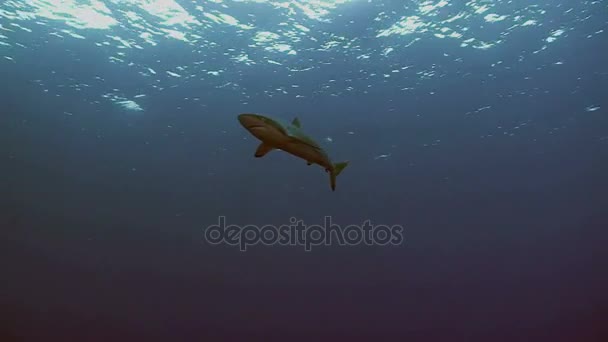 Hajar simmar under båten, röda havet — Stockvideo