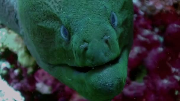 Dev Moray Eel ve Temizleme wrasse, Kızıldeniz — Stok video