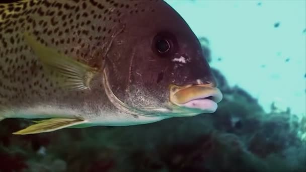 Portraitaufnahme tropischer Fische im Korallenriff, rotes Meer — Stockvideo