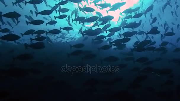 Scuola gigante di pesci tropicali alla barriera corallina, Mar Rosso — Video Stock