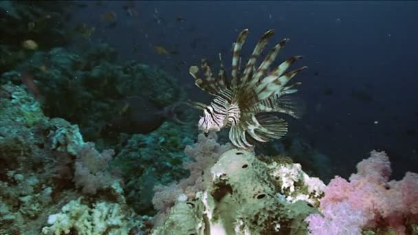 Aslan balığı sağlıklı mercan kayalığı manzara, Kızıldeniz üzerinden — Stok video