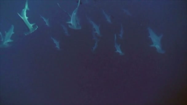 Iskola pörölycápa cápák kék víz, a Vörös-tenger