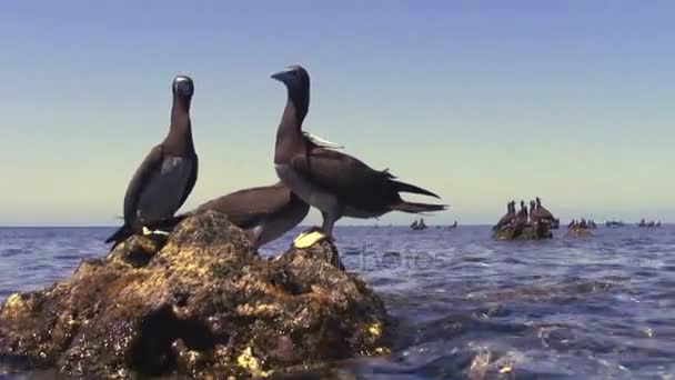 Grupo de Gannets descansan en rocas de arrecife de coral, Mar Rojo — Vídeo de stock