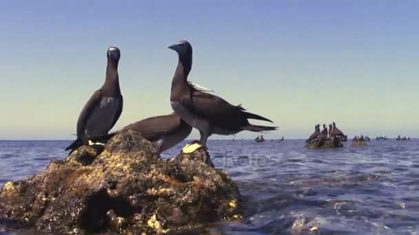 Csoport Gannets a többi korallzátony sziklák, Vörös-tenger — Stock videók