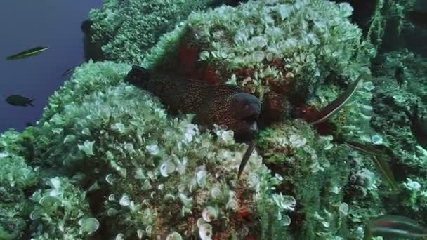 Moray Anguille nage au sommet du récif, mer Méditerranée — Video